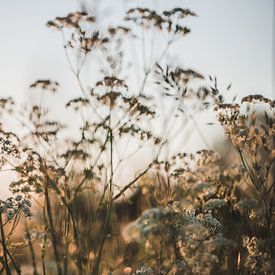 Wildblumen bei Sonnenuntergang von Ratna Bosch