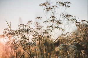 Wilde bloemen tijdens zonsondergang van Ratna Bosch