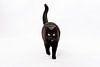 Zwarte kat op witte achtergrond van Barbara Koppe thumbnail