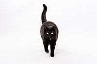 Zwarte kat op witte achtergrond