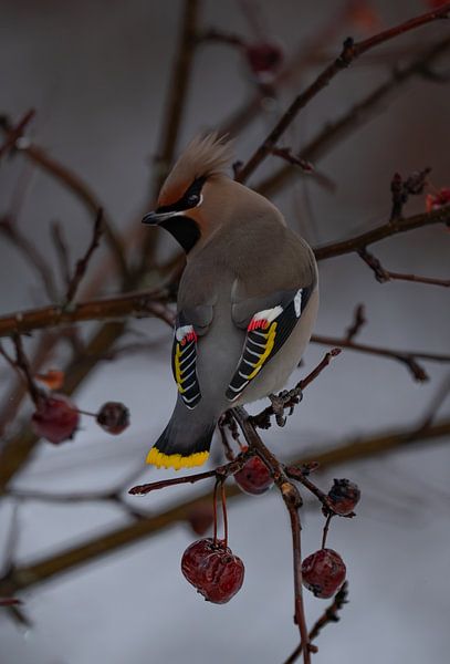 pestvogel van Bart Cox