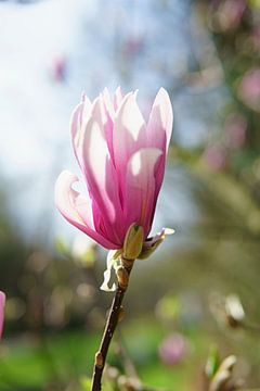 Magnolia sur Antoine Ramakers