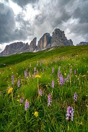 Blumiger Ausblick auf die Langkofelgruppe von Leo Schindzielorz