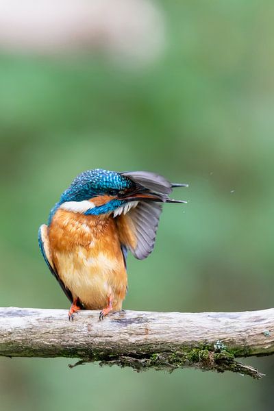 Eisvogel (Alcedo atthis) von Dirk Rüter