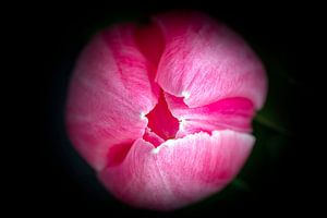 Roze tulpenbloem in bovenaanzicht