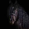 schwarzes Pferd von Jacco Hinke