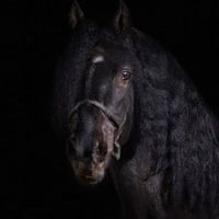 schwarzes Pferd