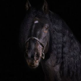 zwart paard van Jacco Hinke