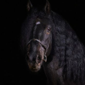 zwart paard