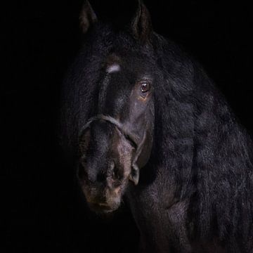 zwart paard van Jacco Hinke