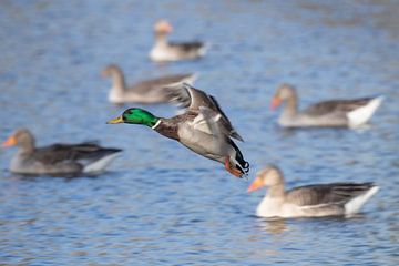 Wild duck in flight by Marcel Klootwijk