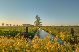 Colza - Graine de colza sur Moetwil en van Dijk - Fotografie