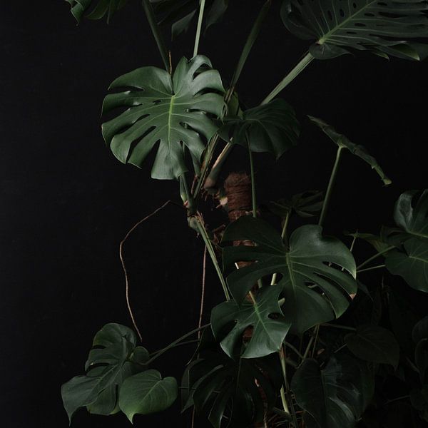 Monstera by Hello Pompoyo