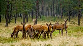 Liebe Deers von Harry Hadders Design