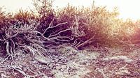 Frozen Silence