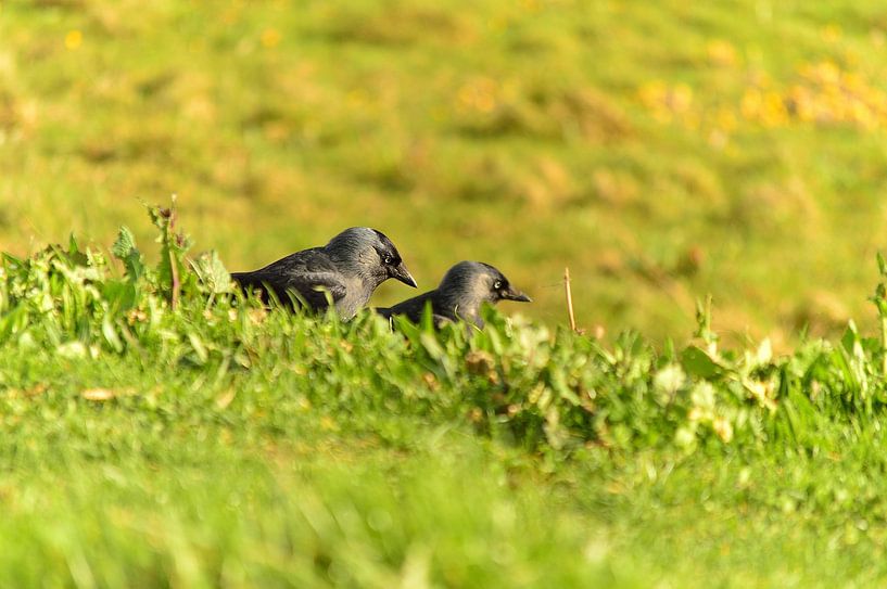 Love is in the air by Rosenthal fotografie