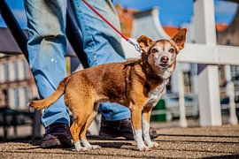 Marie by Joy Droogsma