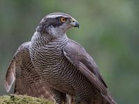 Hawk