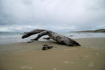 Levend hout: Een strandscène uit Nieuw-Zeeland