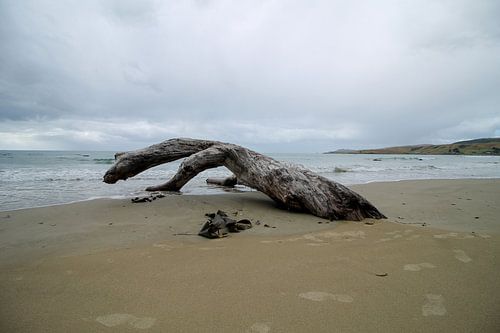 Levend hout: Een strandscène uit Nieuw-Zeeland