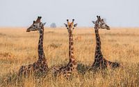 The three giraffes in Kidepo Uganda by Yvonne de Bondt thumbnail