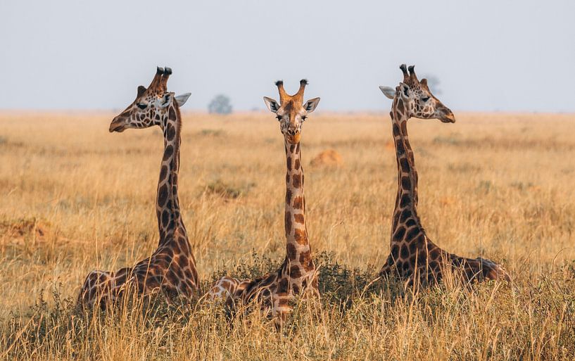 The three giraffes in Kidepo Uganda by Yvonne de Bondt