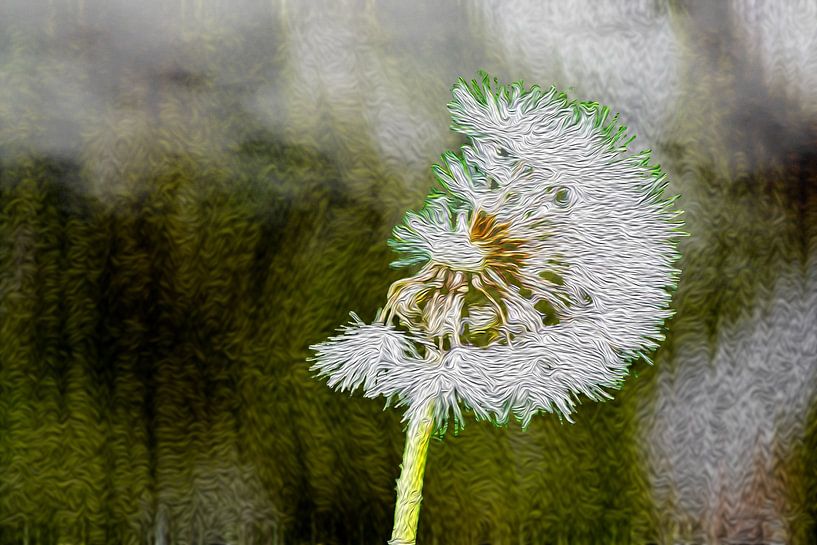 floral : The summer dandelion by Photoart-Naegele