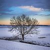 eenzame boom in de winter van peterheinspictures