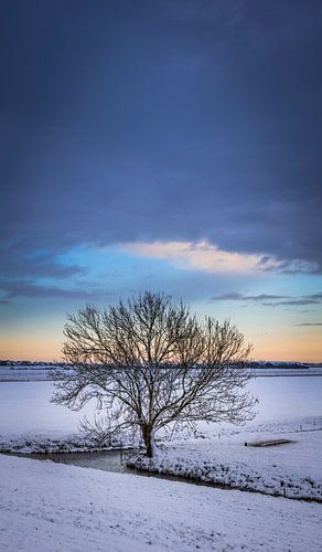 einsamer Baum im Winter von peterheinspictures