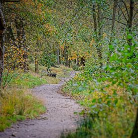 Herbstfarben des Schwarzwassers von Jos Saris