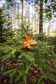 vom Herbstbaum gefallen von Alexander van der Molen