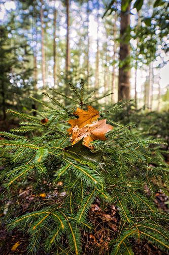 tombé de l'arbre en automne