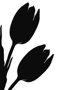 Tulpen