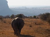 Rhino South Africa by Moniek Salomons thumbnail