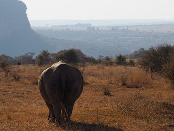 Neushoorn Zuid-Afrika van Moniek Salomons