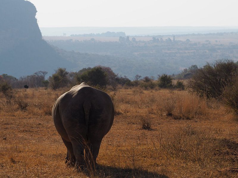 Rhino South Africa by Moniek Salomons