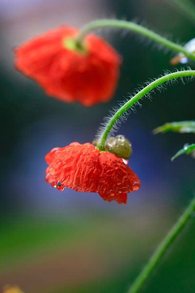 Mohnblume von Thomas Jäger