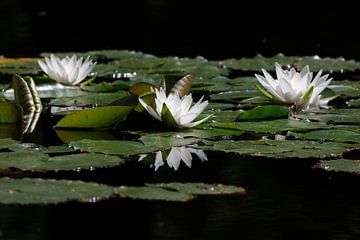 Waterlelies van Thomas Jäger