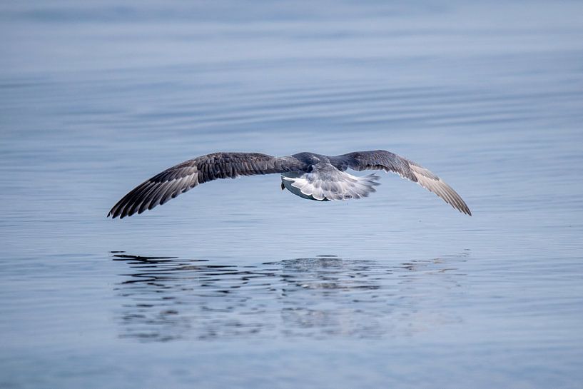 Petrel par Manon Verijdt
