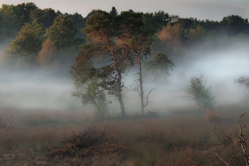 Foggy Landscape by Kevin Garcia