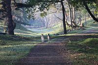 Ochtendwandeling