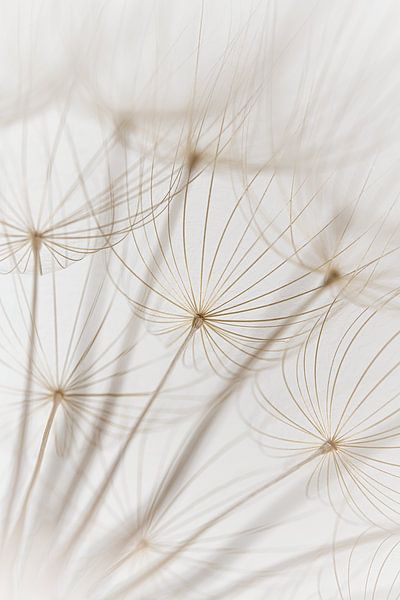 Minimalism: The light golden brown fluff of a Tragopogon by Marjolijn van den Berg