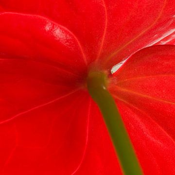 Rode bloem met steel van René Roos
