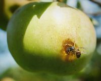 Appel met wesp