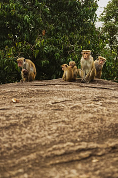 Famille des singes
