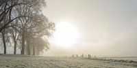 Zonlicht over de velden met rijp in de winter van Sjoerd van der Wal Fotografie thumbnail