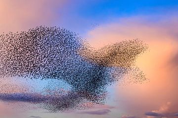 Sternenwolke in der Form eines Adlers von Sjoerd van der Wal Fotografie