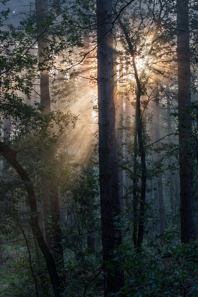 just a dream by Bart Liesenborgs