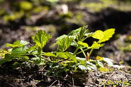 Lebendiger Boden des Wachstums