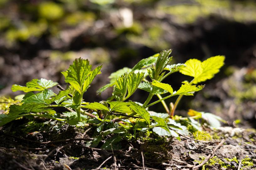 Lebendiger Boden des Wachstums von Maxwell Pels